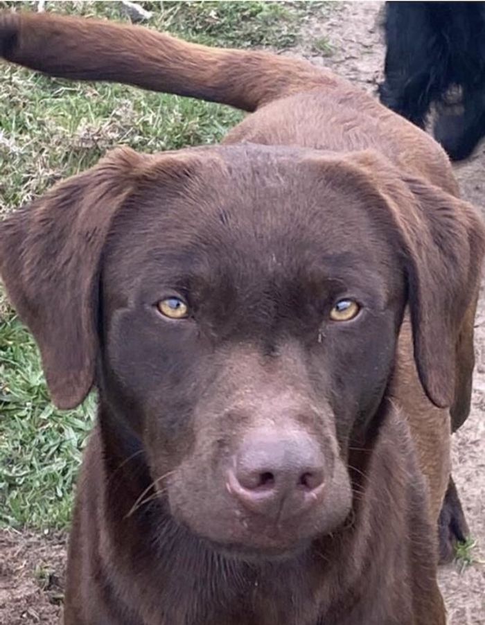 Labrador Retriever stud dog for stud in Westwoodside, Lincolnshire – KC registered, 6 years old - Image 2 of 3
