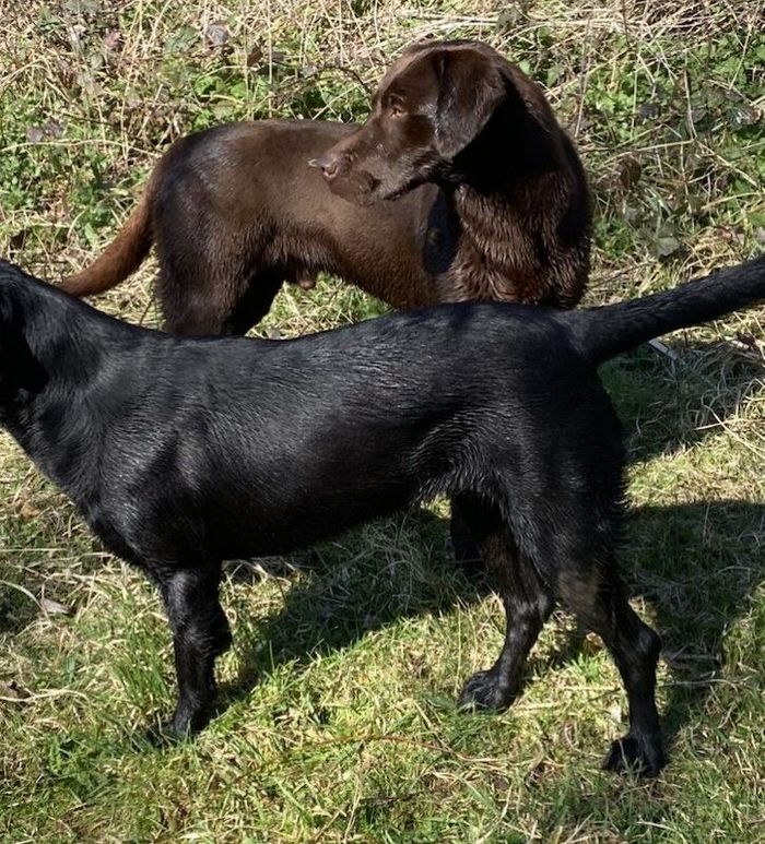 Labrador Retriever stud dog for stud in Westwoodside, Lincolnshire – KC registered, 6 years old - Image 3 of 3