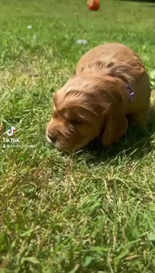 Working cocker spaniel puppies for sale in Addlestone, Surrey