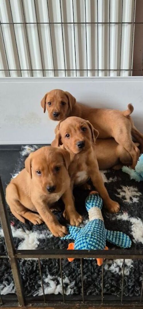 Working fox red labrador puppies for sale in DH6 2HJ