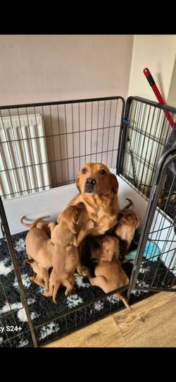 Working fox red labrador puppies for sale in DH6 2HJ | Image 2