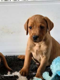 Working fox red labrador puppies for sale in DH6 2HJ | Image 3