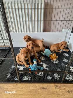 Working fox red labrador puppies for sale in DH6 2HJ | Image 4