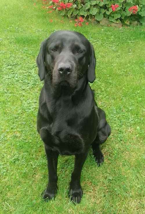 Working KC two year old black Labrador male for sale in High Ercall, Shropshire