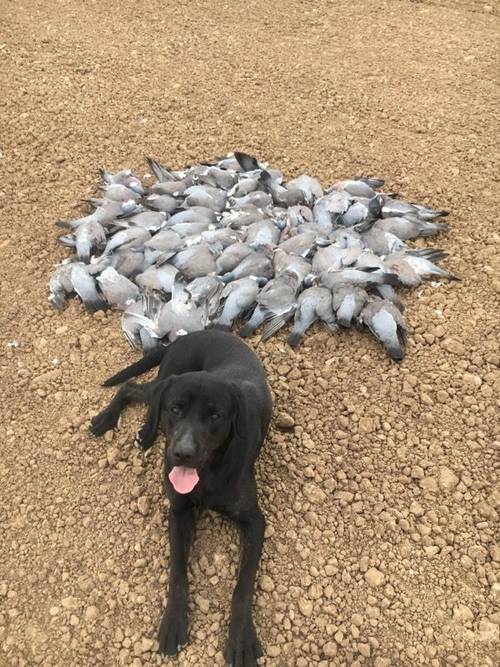 Working KC two year old black Labrador male for sale in High Ercall, Shropshire - Image 2