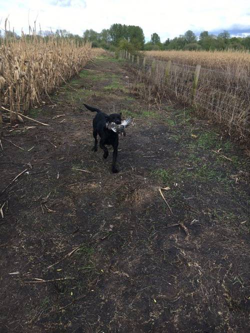 Working KC two year old black Labrador male for sale in High Ercall, Shropshire - Image 3