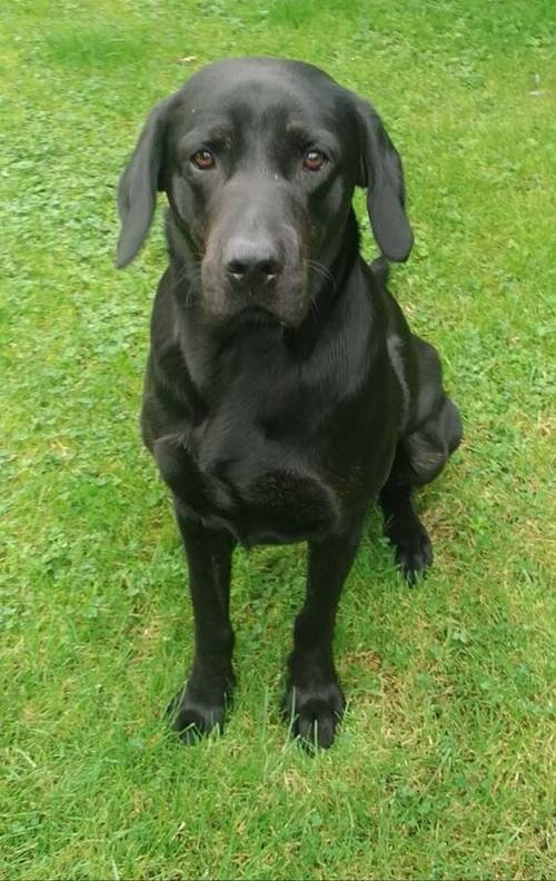 Working KC two year old black Labrador male for sale in High Ercall, Shropshire - Image 4