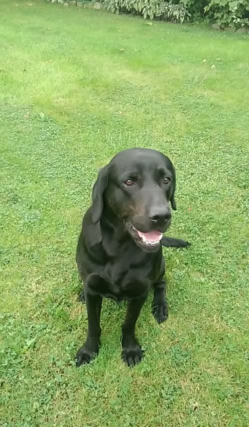 Working KC two year old black Labrador male for sale in High Ercall, Shropshire