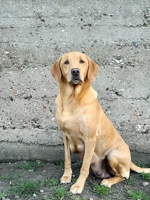 Working Labrador puppies for sale in Bungay, Suffolk - Image 1