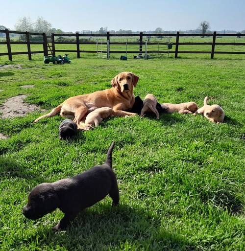 Working Labrador puppies for sale in Bungay, Suffolk - Image 2