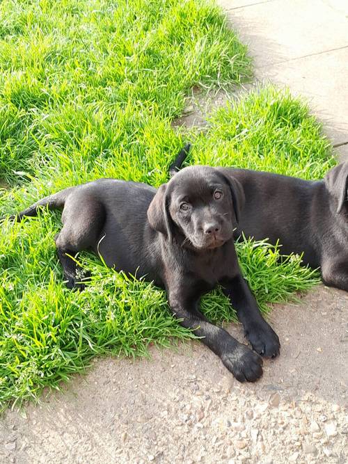 Working Labrador puppies for sale in Bungay, Suffolk - Image 6