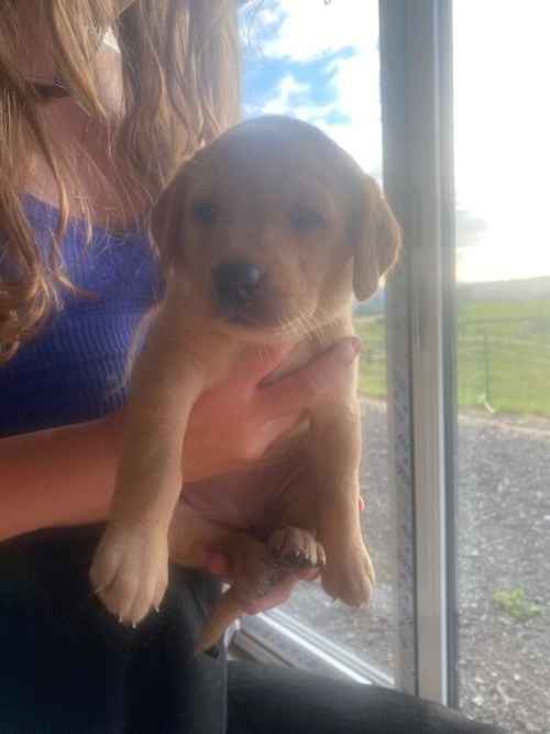 Working Labrador Puppies for sale in Pentrich, Derbyshire