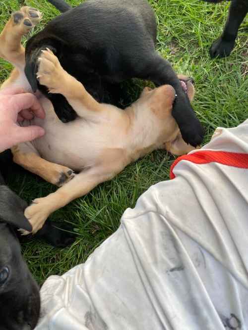 Gorgeous Working Labrador Puppies for sale in Pentrich, Derbyshire