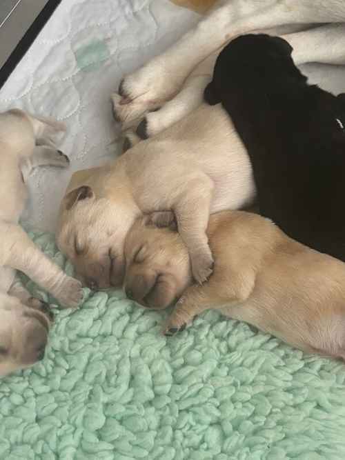 Working Labrador puppies from excellent fully health tested parents. Excellent pedigree with many FTCH on both sides. for sale in Kent
