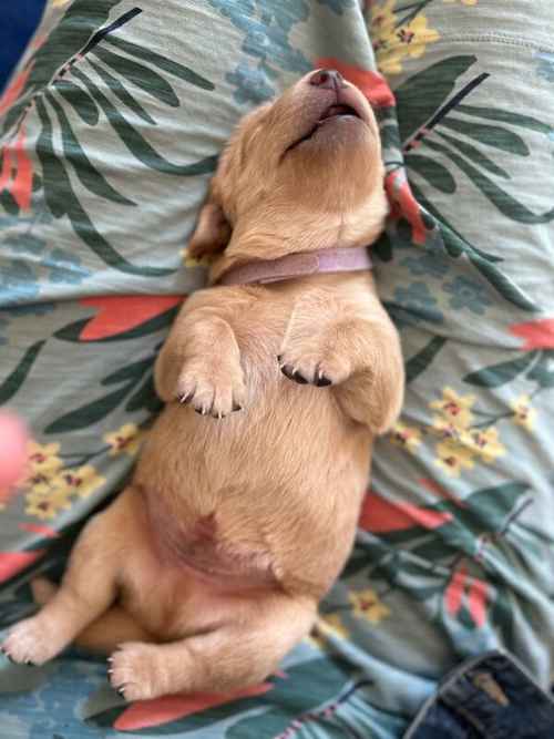 Working Labrador Puppy for sale in Stratford-upon-Avon, Warwickshire