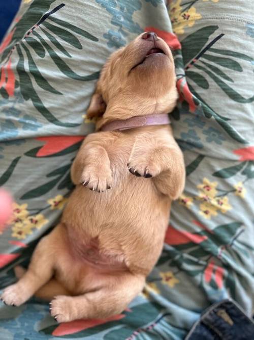 Working Labrador Puppy for sale in Stratford-upon-Avon, Warwickshire - Image 1