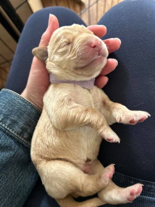 Working Labrador Puppy for sale in Stratford-upon-Avon, Warwickshire - Image 2