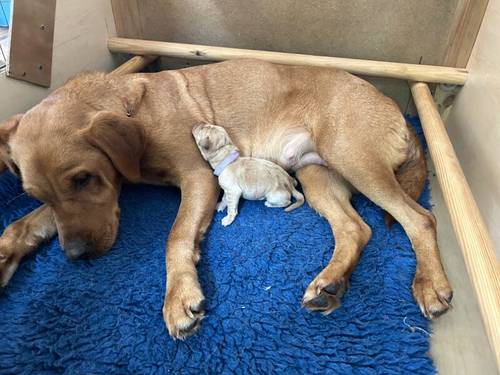 Working Labrador Puppy for sale in Stratford-upon-Avon, Warwickshire - Image 5