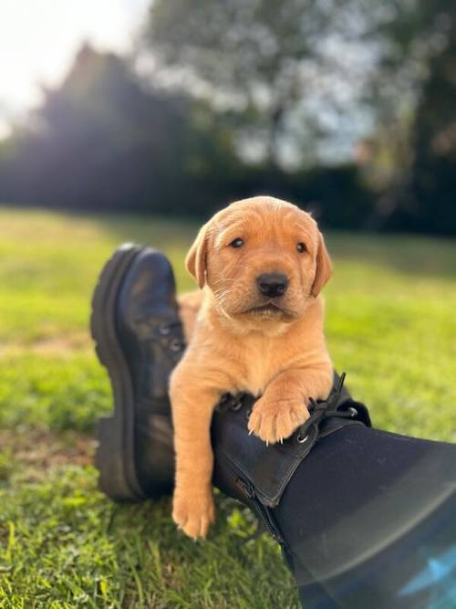 Working Labrador Puppy - boy for sale in Stratford-upon-Avon, Warwickshire - Image 1