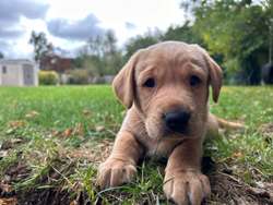 Working Labrador Puppy - boy for sale in Stratford-upon-Avon, Warwickshire | Image 2