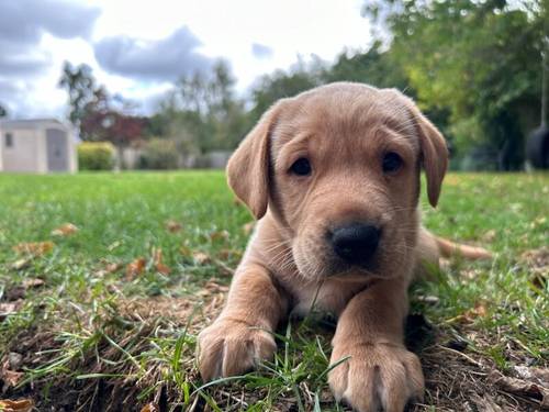 Working Labrador Puppy - boy for sale in Stratford-upon-Avon, Warwickshire - Image 2