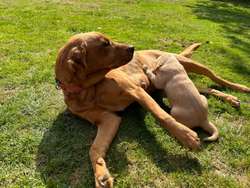 Working Labrador Puppy - boy for sale in Stratford-upon-Avon, Warwickshire | Image 3