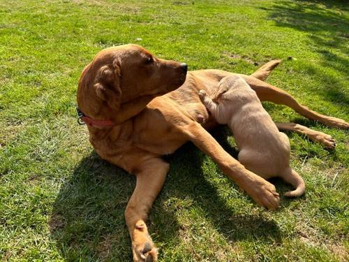 Working Labrador Puppy - boy for sale in Stratford-upon-Avon, Warwickshire - Image 3