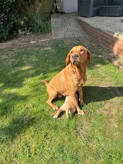 Working Labrador Puppy - boy for sale in Stratford-upon-Avon, Warwickshire | Image 4