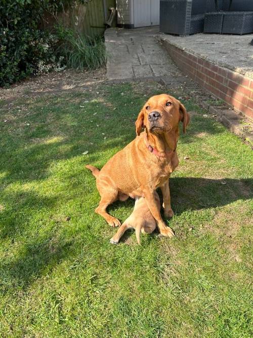 Working Labrador Puppy - boy for sale in Stratford-upon-Avon, Warwickshire - Image 4