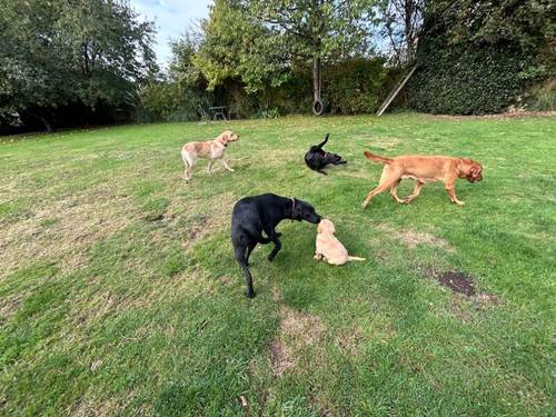 Working Labrador Puppy - boy for sale in Stratford-upon-Avon, Warwickshire - Image 5