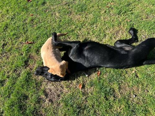 Working Labrador Puppy - boy for sale in Stratford-upon-Avon, Warwickshire - Image 6