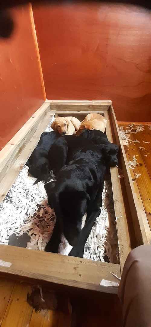 Working labrador pups 2 remaining 1 yellow black 1st and second vaccinations ,crate training begun. for sale in Shotts, North Lanarkshire