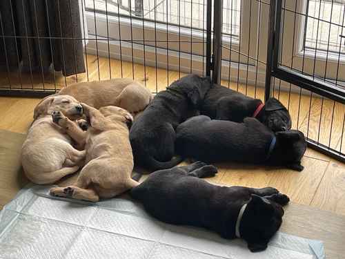 Working Labrador Pups for sale in Lennoxtown, East Dunbartonshire