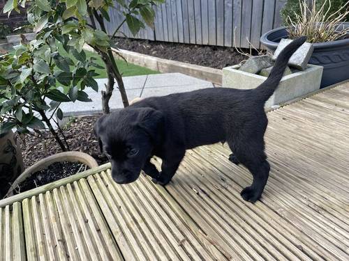 Working Labrador Pups for sale in Lennoxtown, East Dunbartonshire - Image 11