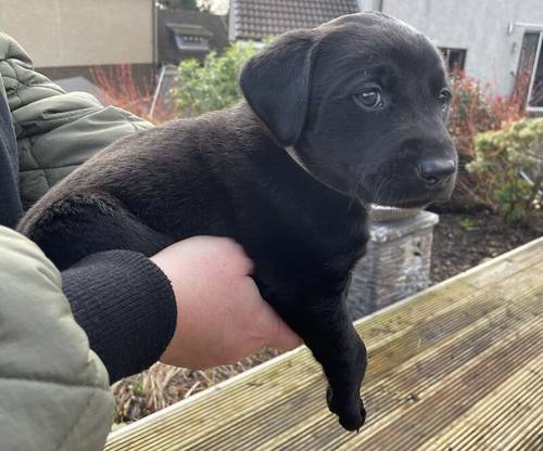 Working Labrador Pups for sale in Lennoxtown, East Dunbartonshire - Image 13