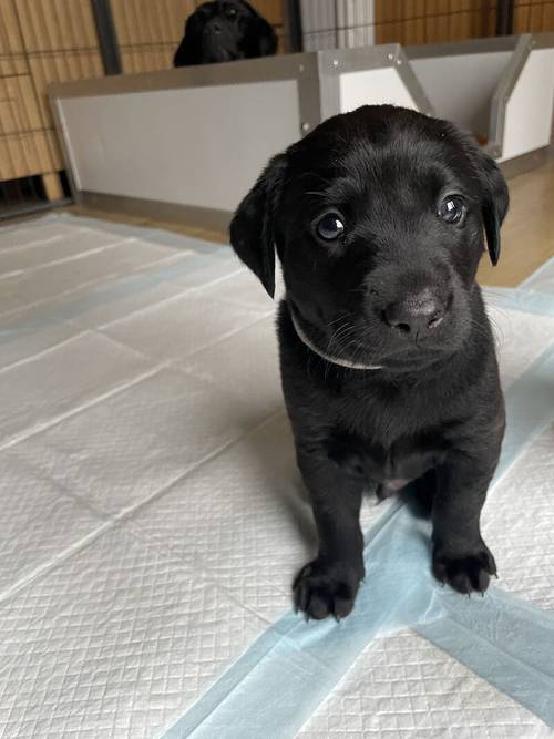 Working Labrador Pups for sale in Lennoxtown, East Dunbartonshire - Image 14