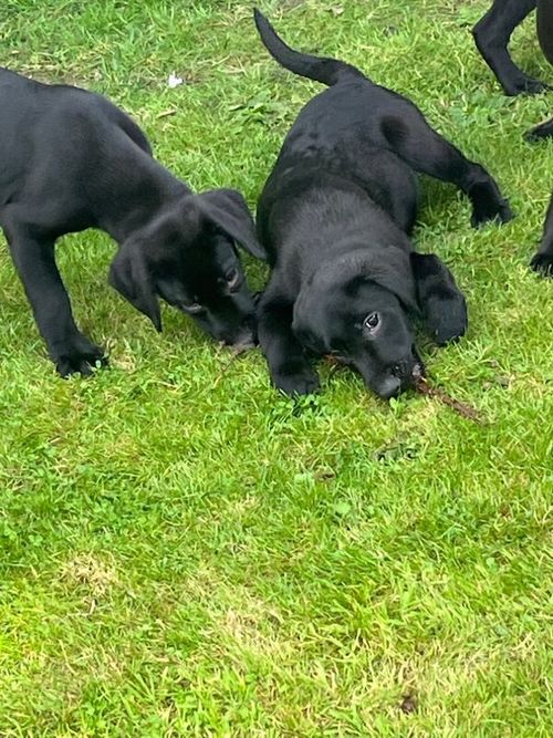 Working Labrador pups for sale in Yarm, North Yorkshire