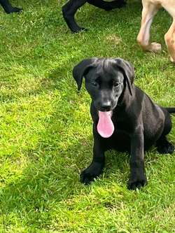 Working Labrador pups for sale in Yarm, North Yorkshire | Image 2