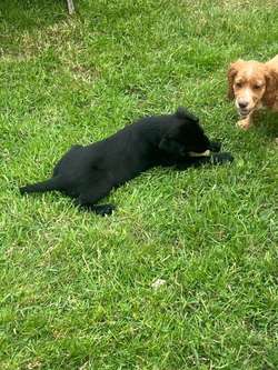 Working Labrador pups for sale in Yarm, North Yorkshire | Image 4