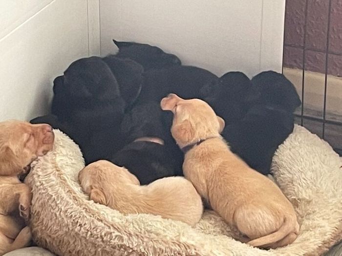 Labrador Retriever puppies for sale in Christchurch, Dorset – 5 weeks old