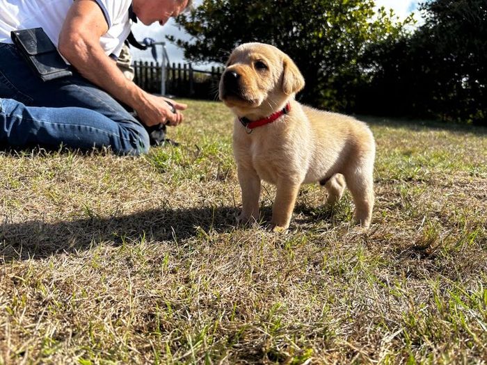Working line Labrador pups