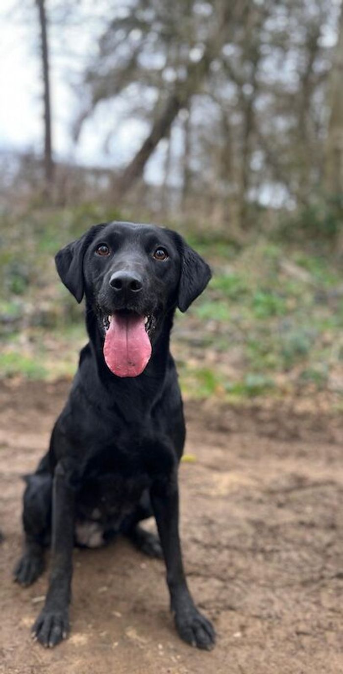 Labrador Retriever puppies for sale in Lincolnshire – KC registered, 6 weeks old - Image 3 of 4