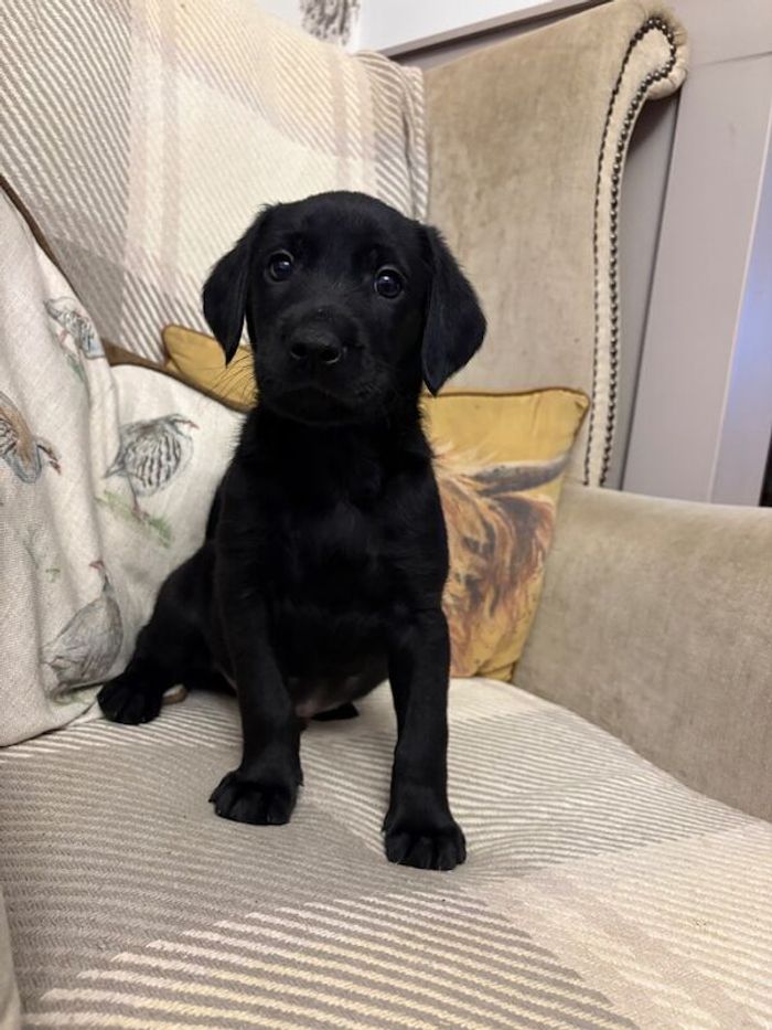 Labrador Retriever puppies for sale in Lincolnshire – KC registered, 6 weeks old - Image 4 of 4