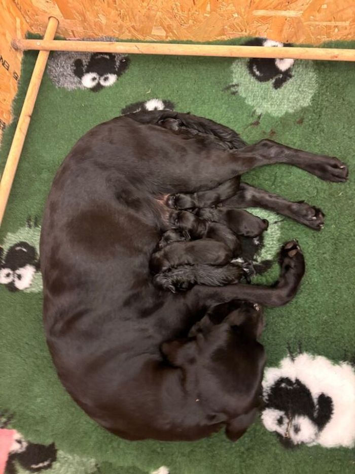 Labrador Retriever puppies for sale in Lincolnshire – KC registered, 5 weeks old