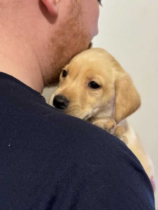 Yellow And Fox Red Labrador Puppies For Sale in Runcorn, Cheshire