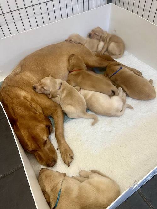 Yellow and fox red Labrador puppies for sale in Crewe, Cheshire - Image 1