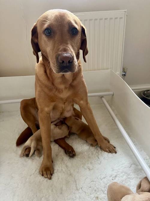 Yellow and fox red Labrador puppies for sale in Crewe, Cheshire - Image 2