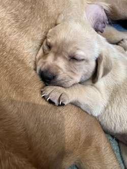 Yellow and fox red Labrador puppies for sale in Crewe, Cheshire | Image 3