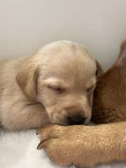 Yellow and fox red Labrador puppies for sale in Crewe, Cheshire | Image 4