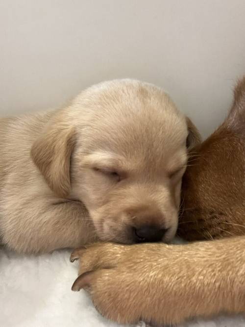 Yellow and fox red Labrador puppies for sale in Crewe, Cheshire - Image 4